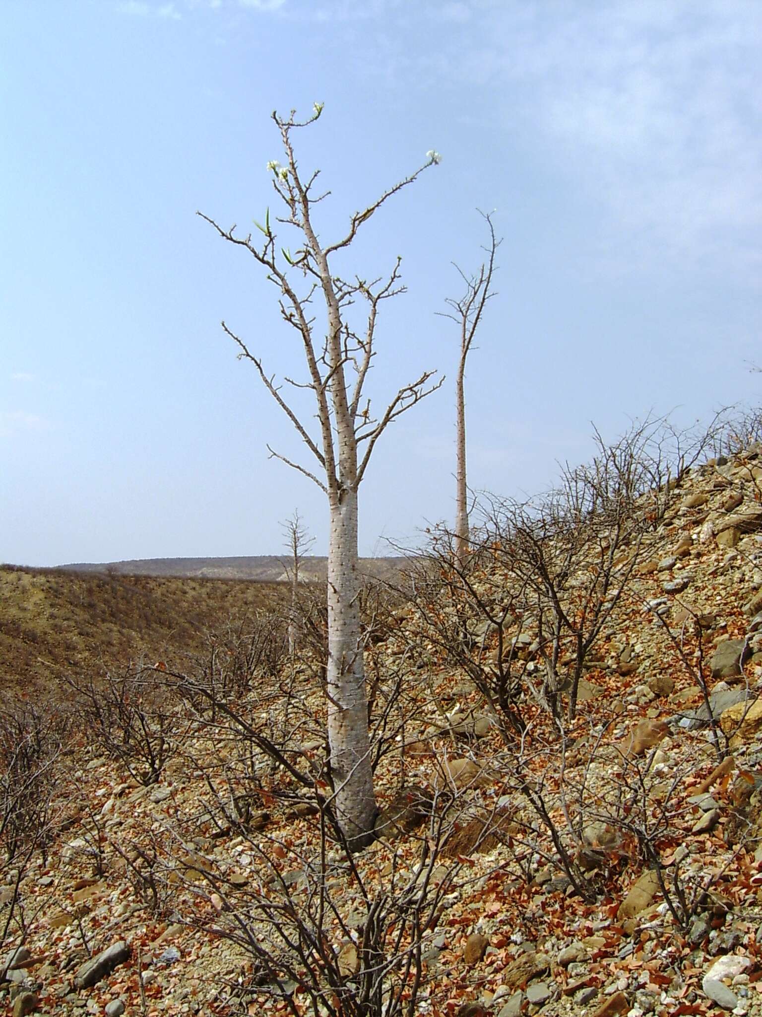 Image of Pachypodium