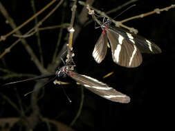 Image of Heliconius sara theudela Hewitson 1874