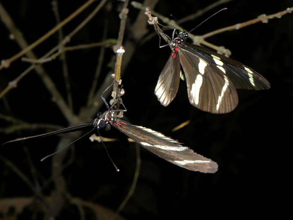 Heliconius sara theudela Hewitson 1874的圖片