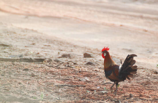 Image of Red Junglefowl