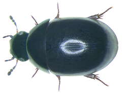 Image of Coelostoma (Coelostoma) orbiculare (Fabricius 1775)