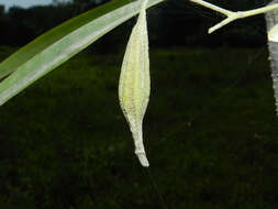 Слика од Encyclia stellata (Lindl.) Schltr.