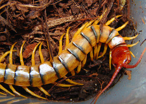 Imagem de Scolopendra polymorpha Wood 1861