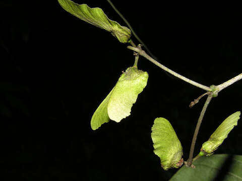 Image of South American Amazonvine