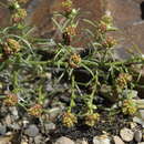 Image of Ambrosia salsola salsola