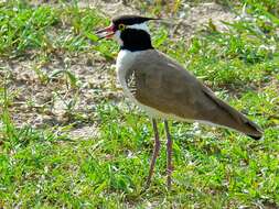 Image of Black-headed Lapwing