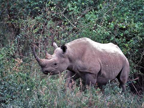 Image of Black Rhinoceros