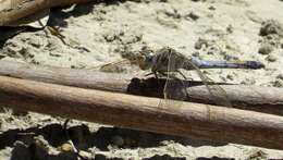 Image of Skimmers (Dragonflies)