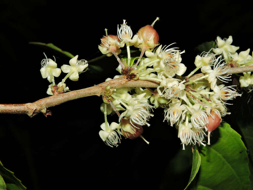 Image of Casearia commersoniana Cambess.