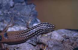 Sivun Trachylepis nancycoutuae (Nussbaum & Raxworthy 1998) kuva