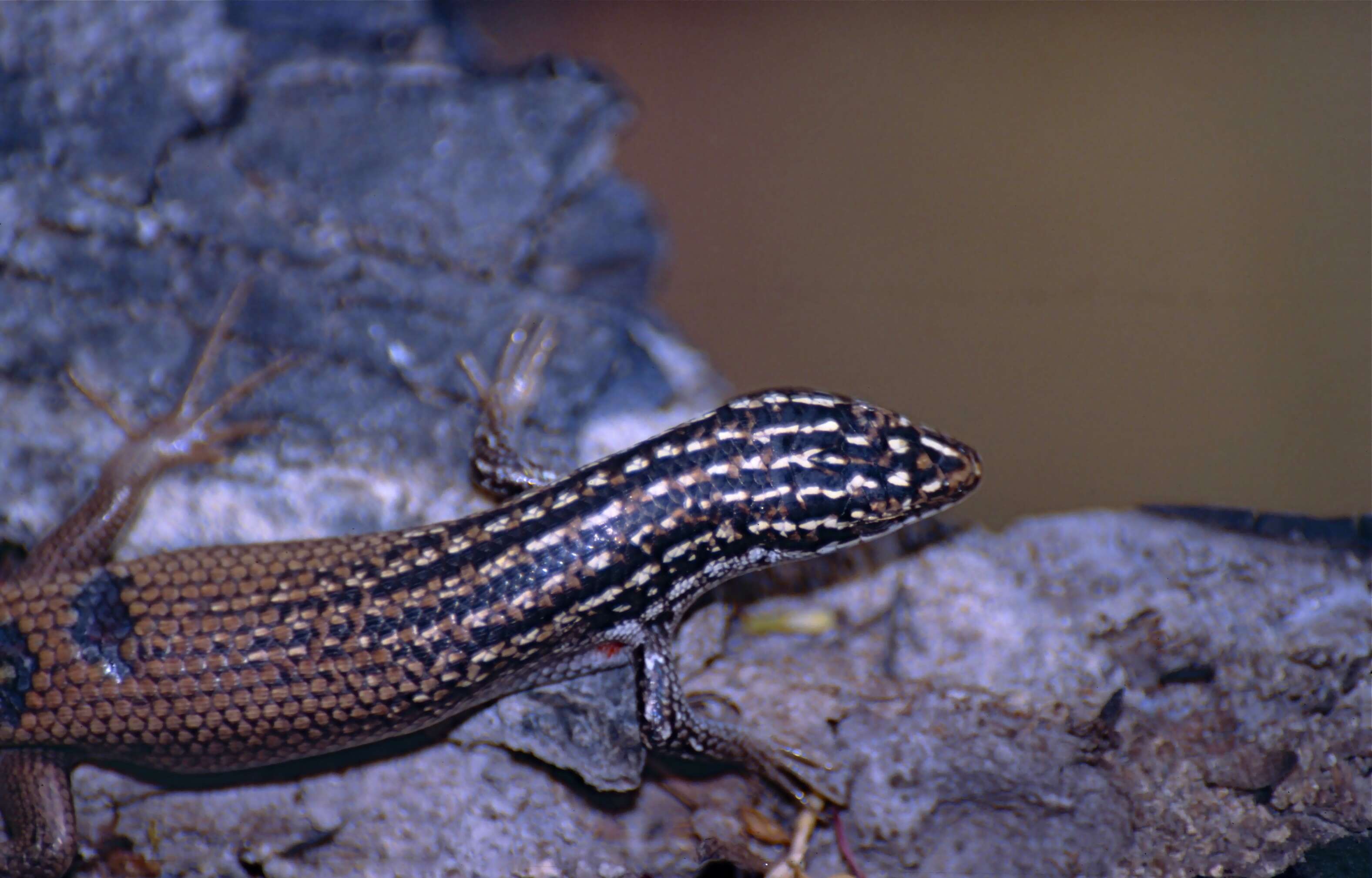 Image of Trachylepis nancycoutuae (Nussbaum & Raxworthy 1998)