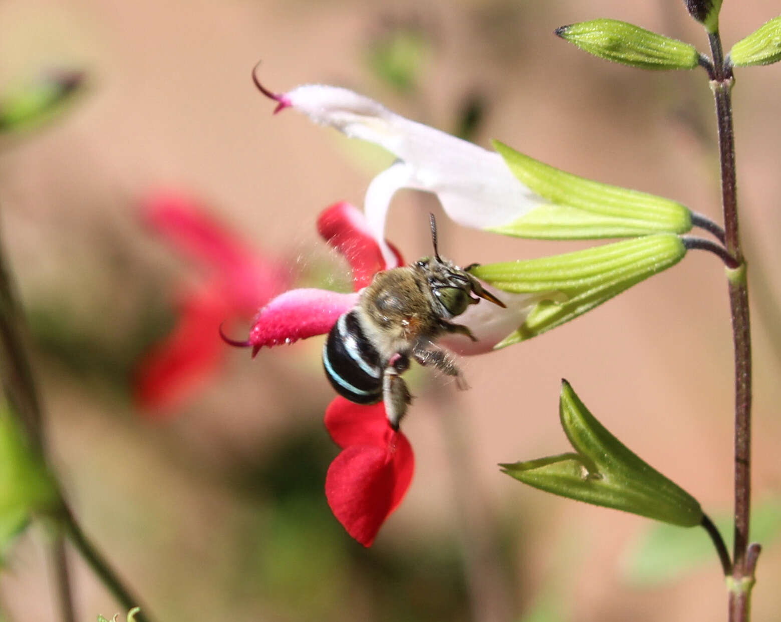 Image of Anthophorine Bees