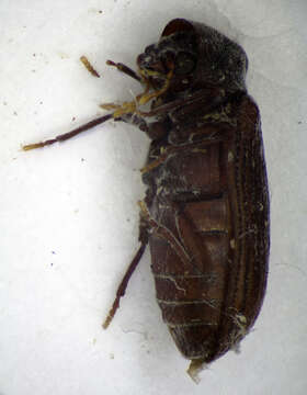 Image of furniture beetle