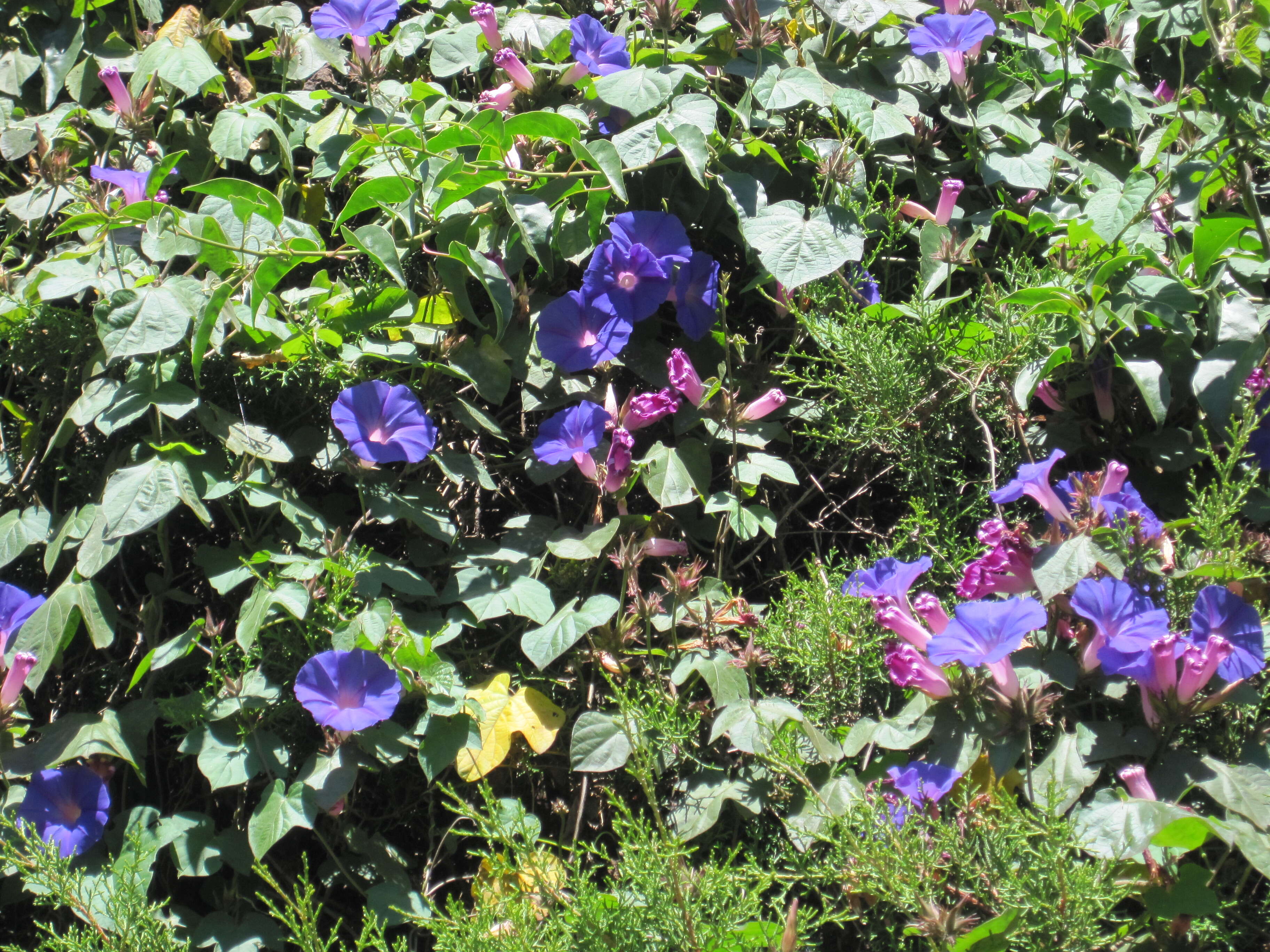 Image of Beach moonflower