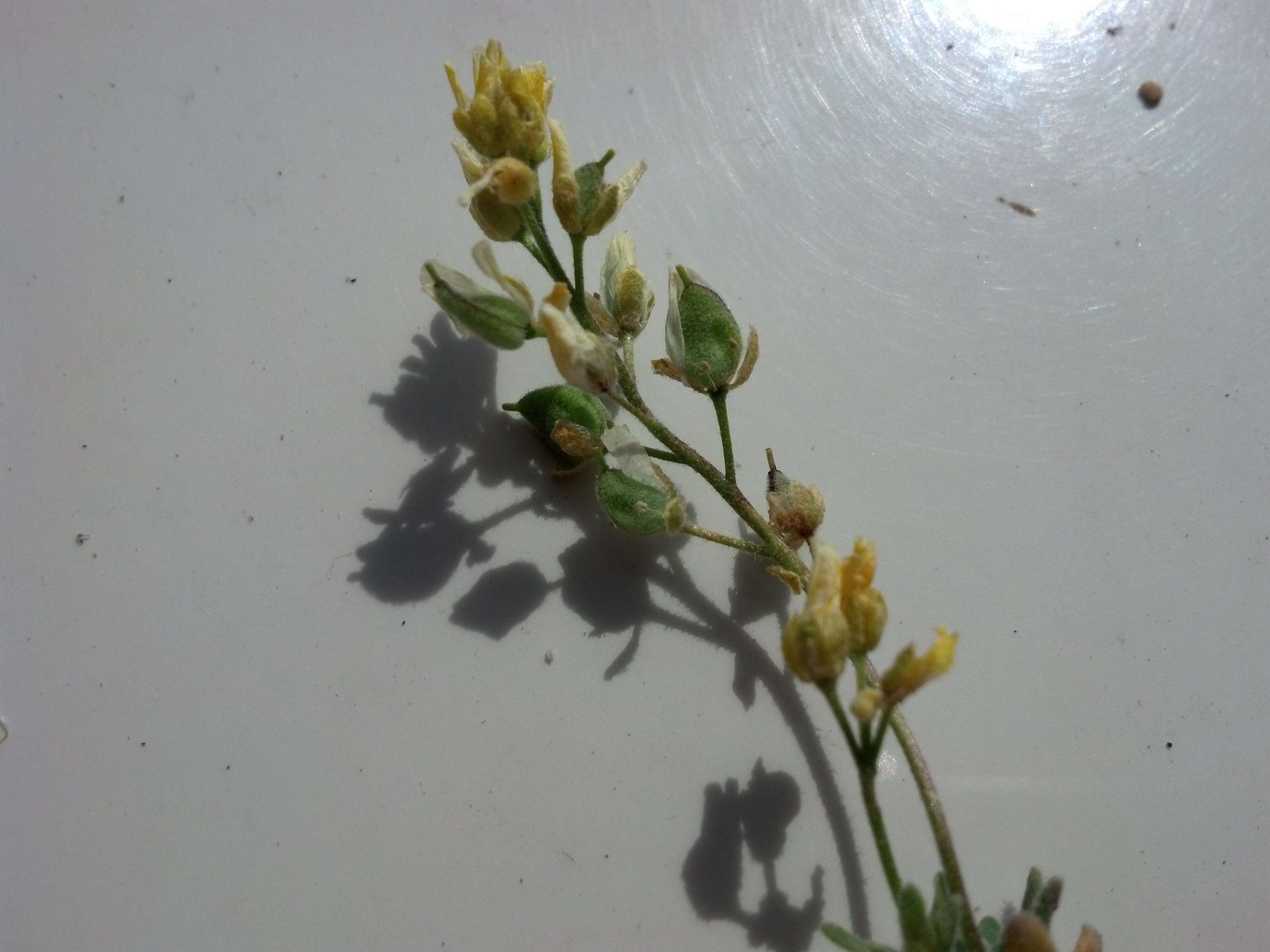 Image of globefruit draba