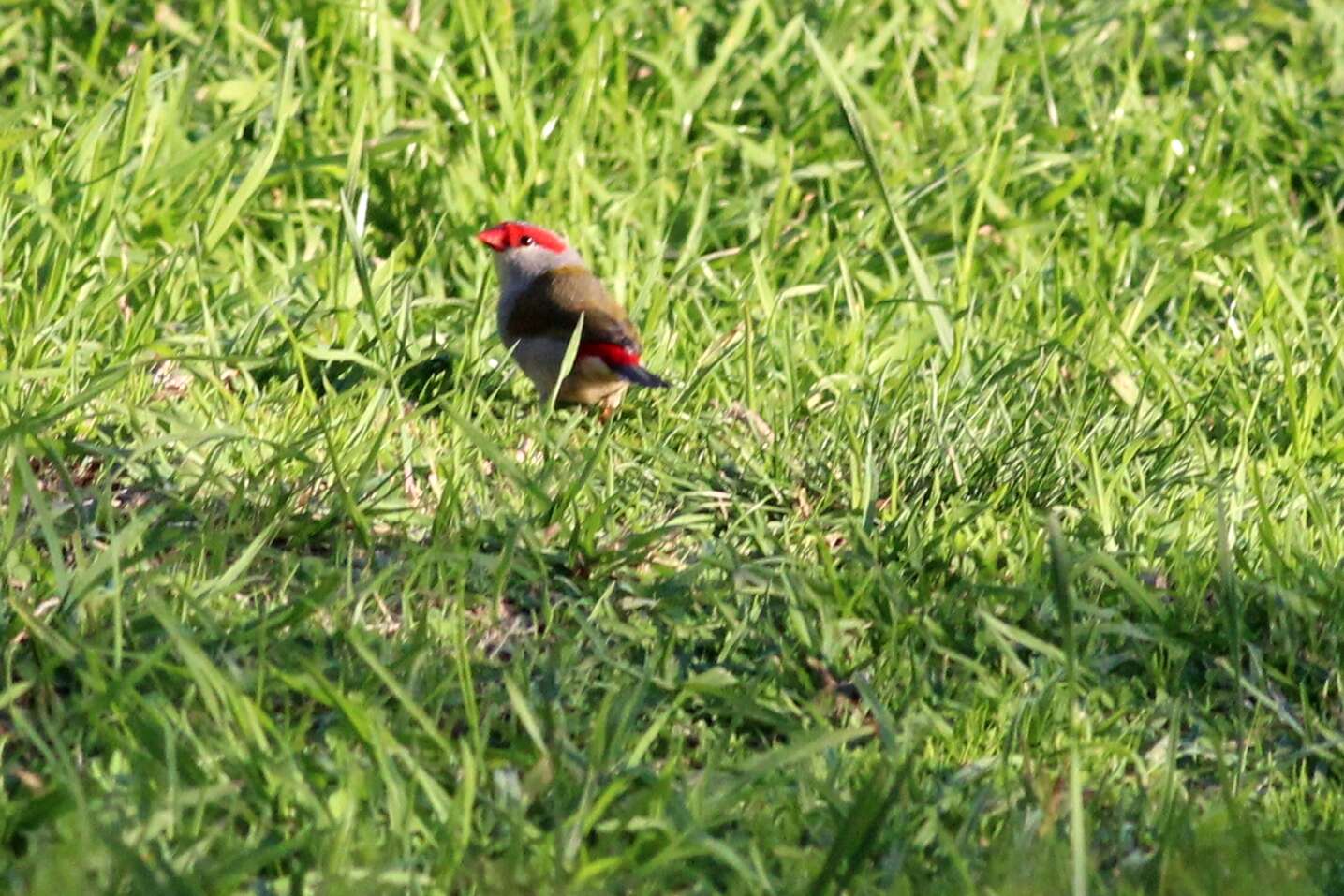 Image of Red-browed Finch