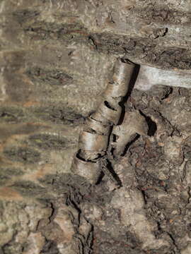 Image of Prunus