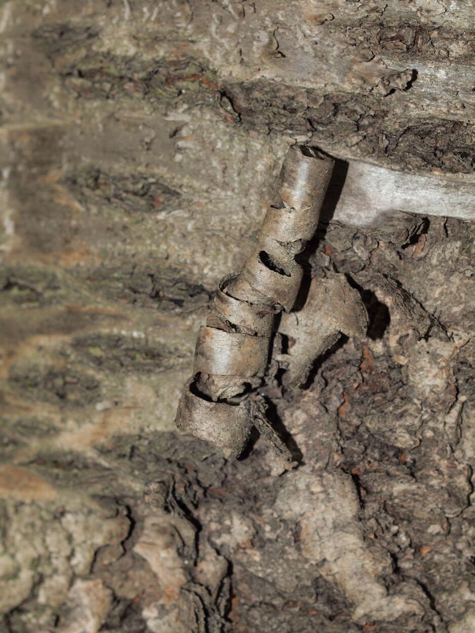 Image of Prunus