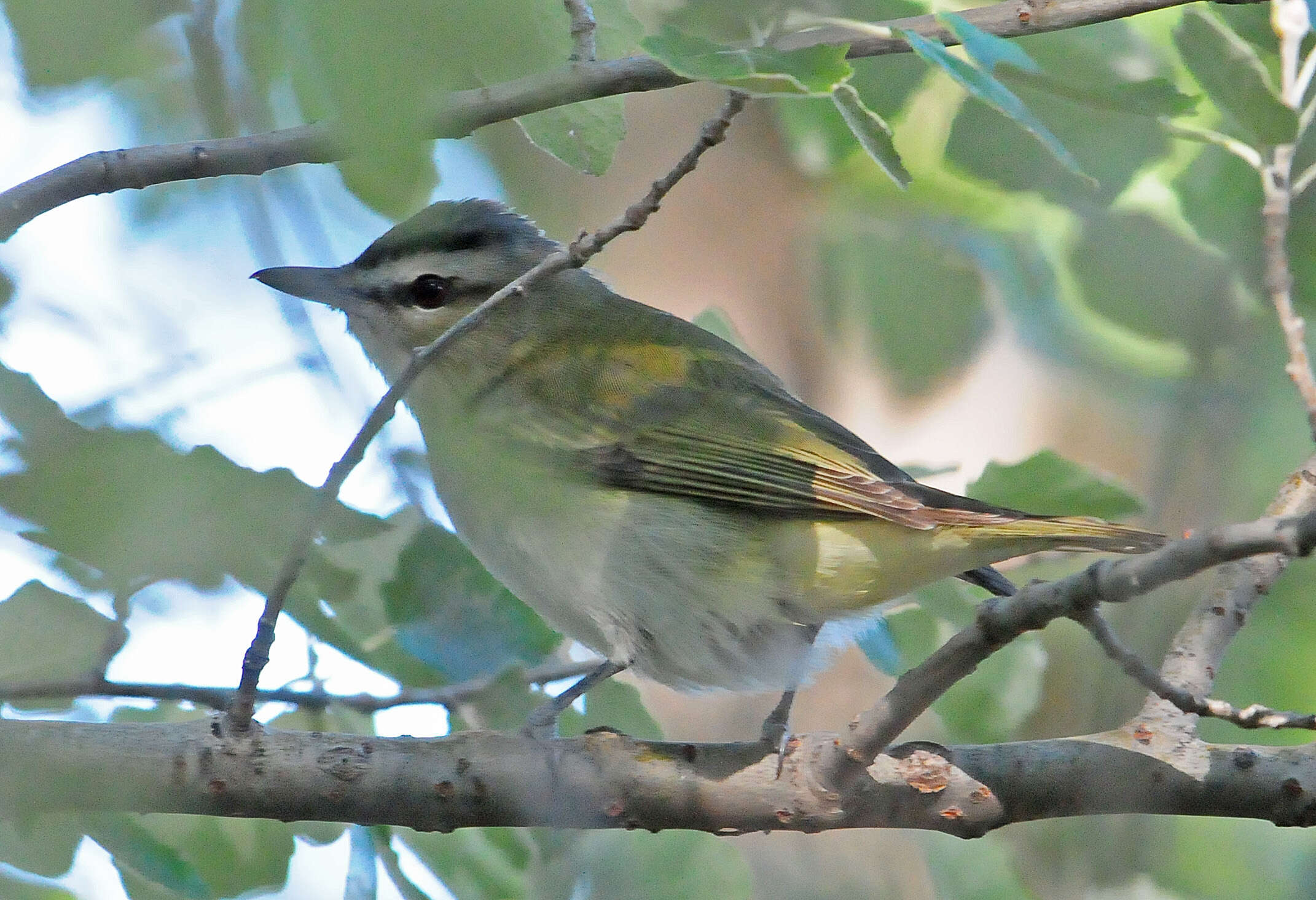 Image of Vireo Vieillot 1808