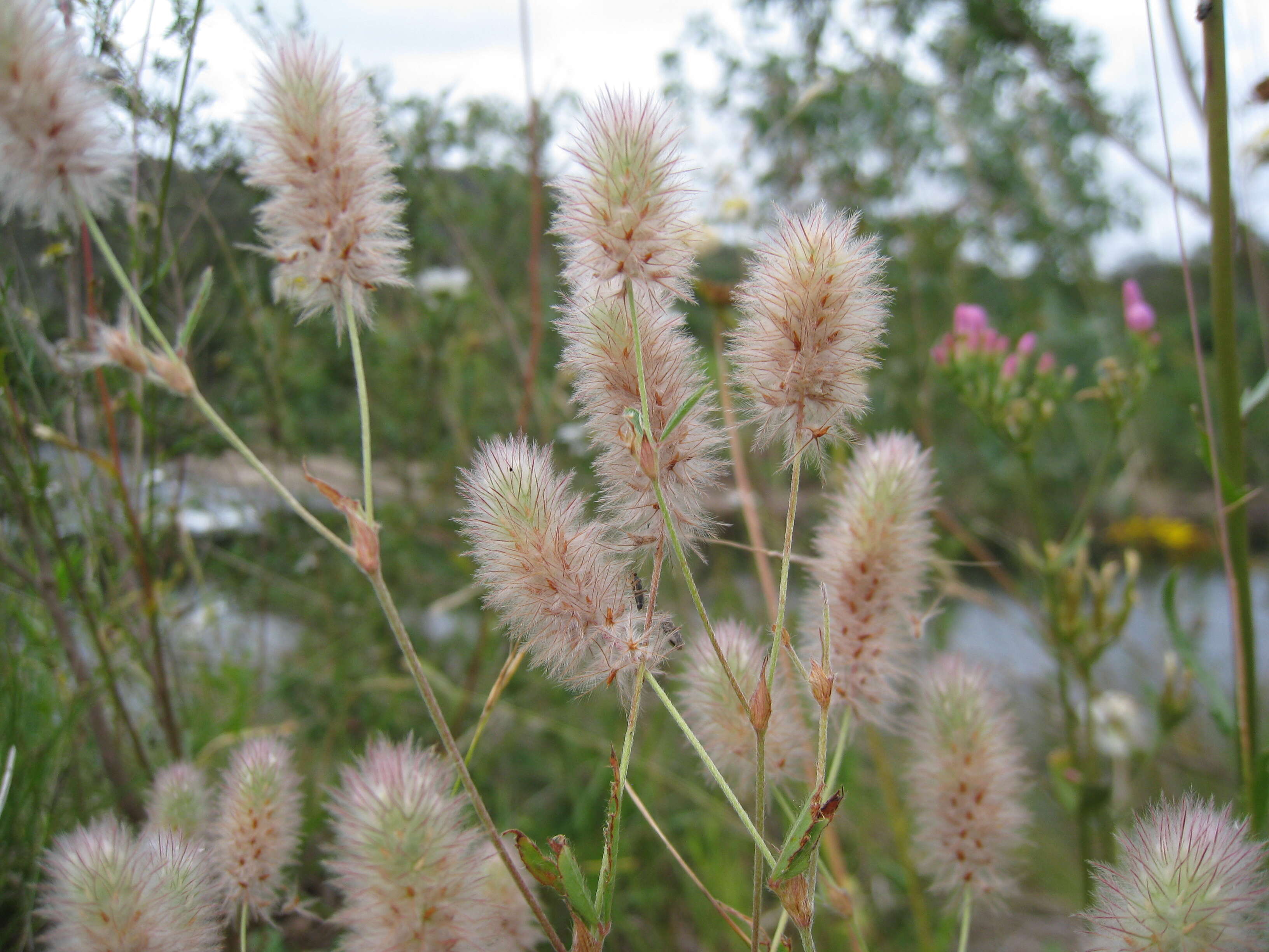 Imagem de Trifolium arvense L.