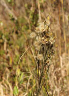 Image de Pityopsis graminifolia (Michx.) Nutt.