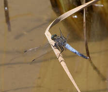 Image of Skimmers (Dragonflies)