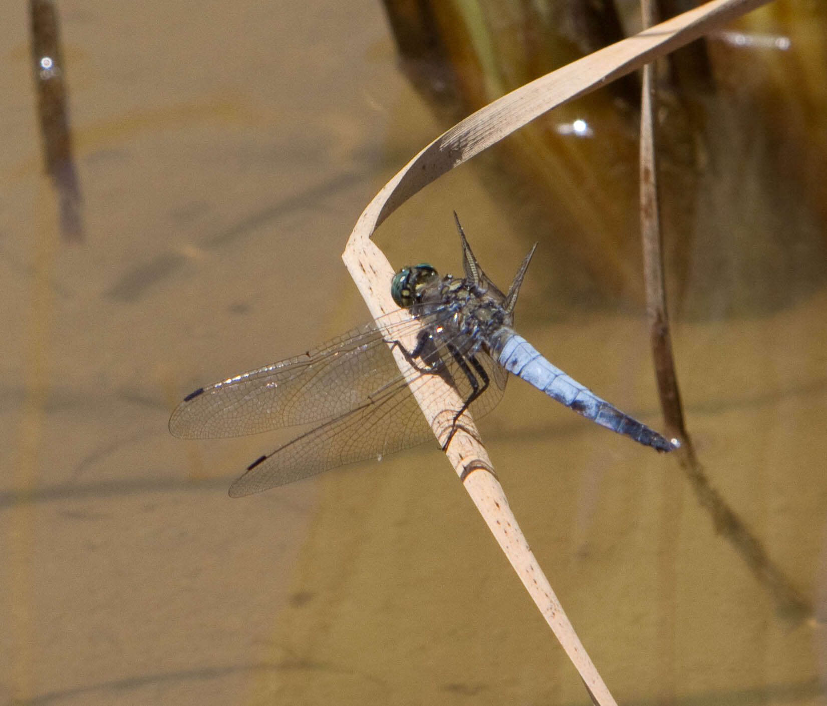 Image of Skimmers (Dragonflies)