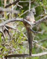 Image of White-backed Mousebird