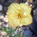 Image of Calylophus lavandulifolius