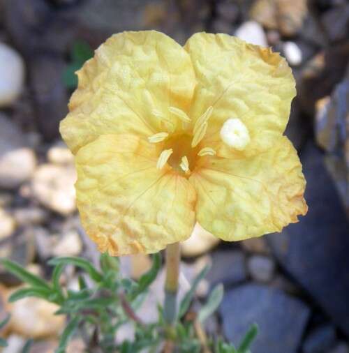 Image of sundrops