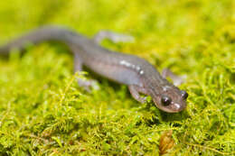 Image of Northern Gray-cheeked Salamander