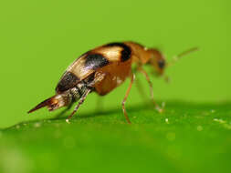 Image of tumbling flower beetle