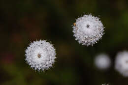 Image de Eriocaulon tuberiferum A. R. Kulk. & Desai