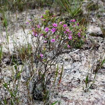 Sivun Microlicia fulva (Spreng.) Cham. kuva