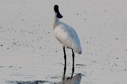 Image of Royal Spoonbill