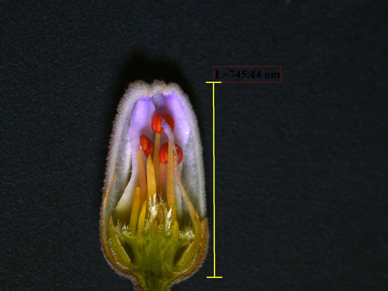 Image of Trichospermum