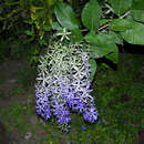 Image of Petrea volubilis