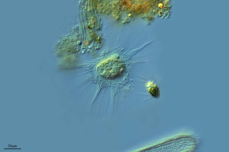 Image of Protozoa