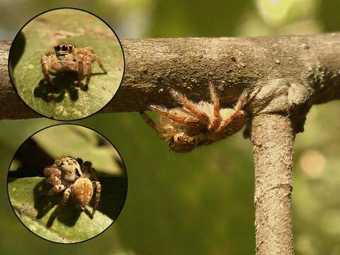 Carrhotus xanthogramma (Latreille 1819) resmi