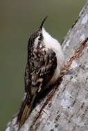 Image of American Tree-Creeper