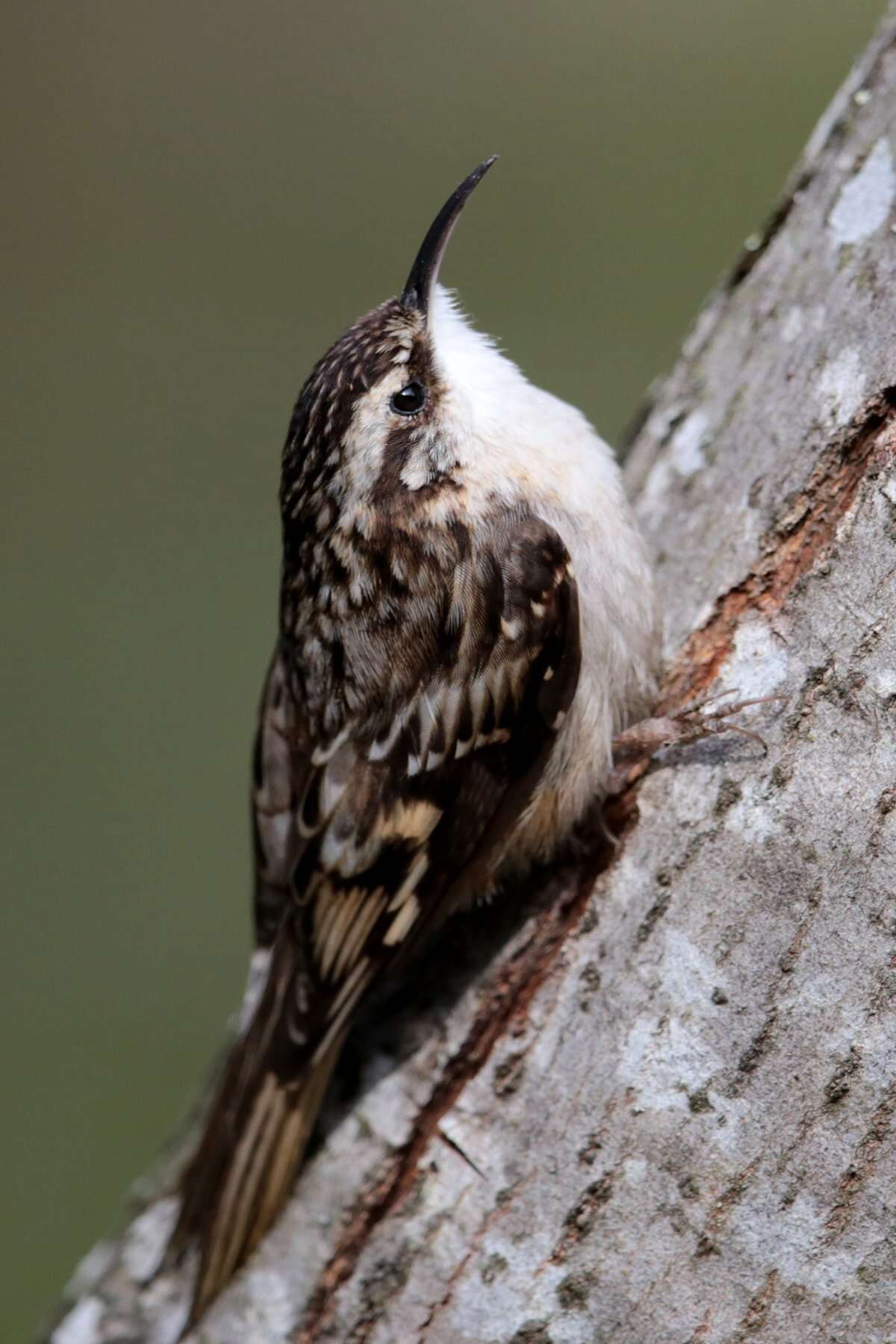 Image of treecreepers