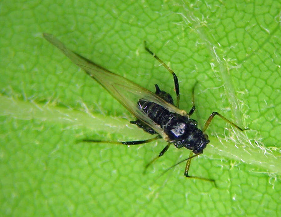 Image of maple aphid