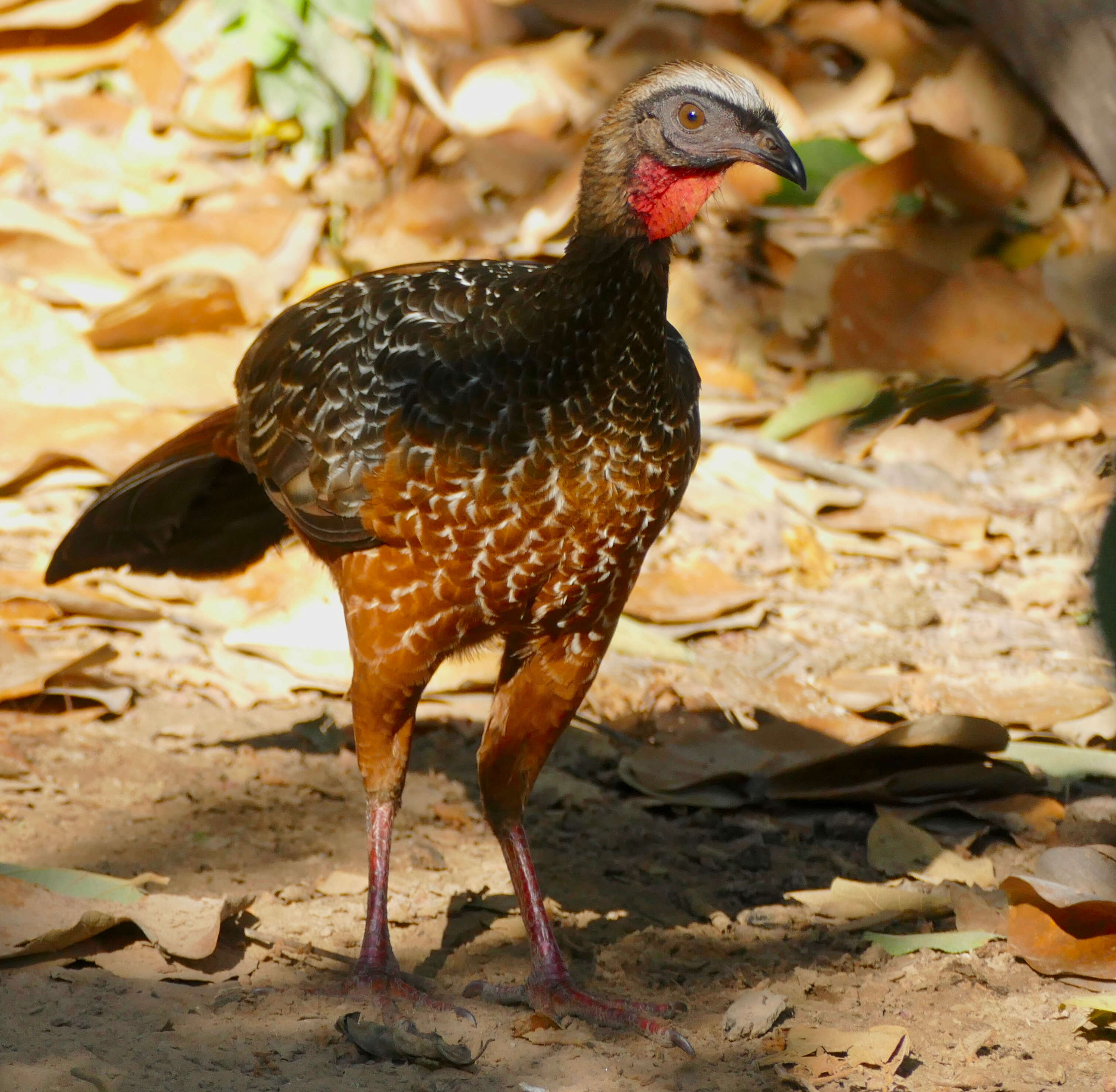 Image of Chestnut-bellied Guan