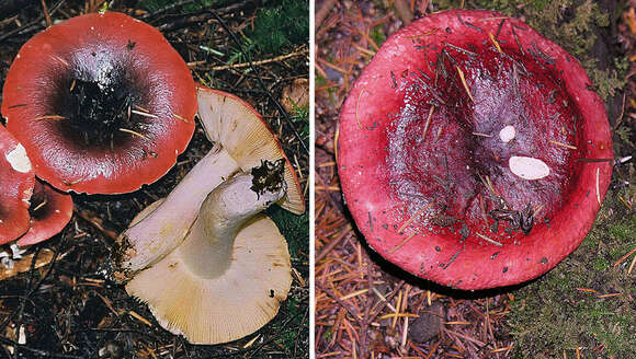 Image of Shrimp Mushroom