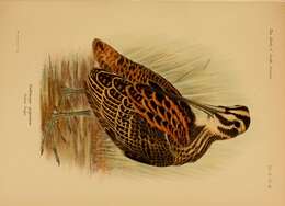 Image of Gallinago Brisson 1760