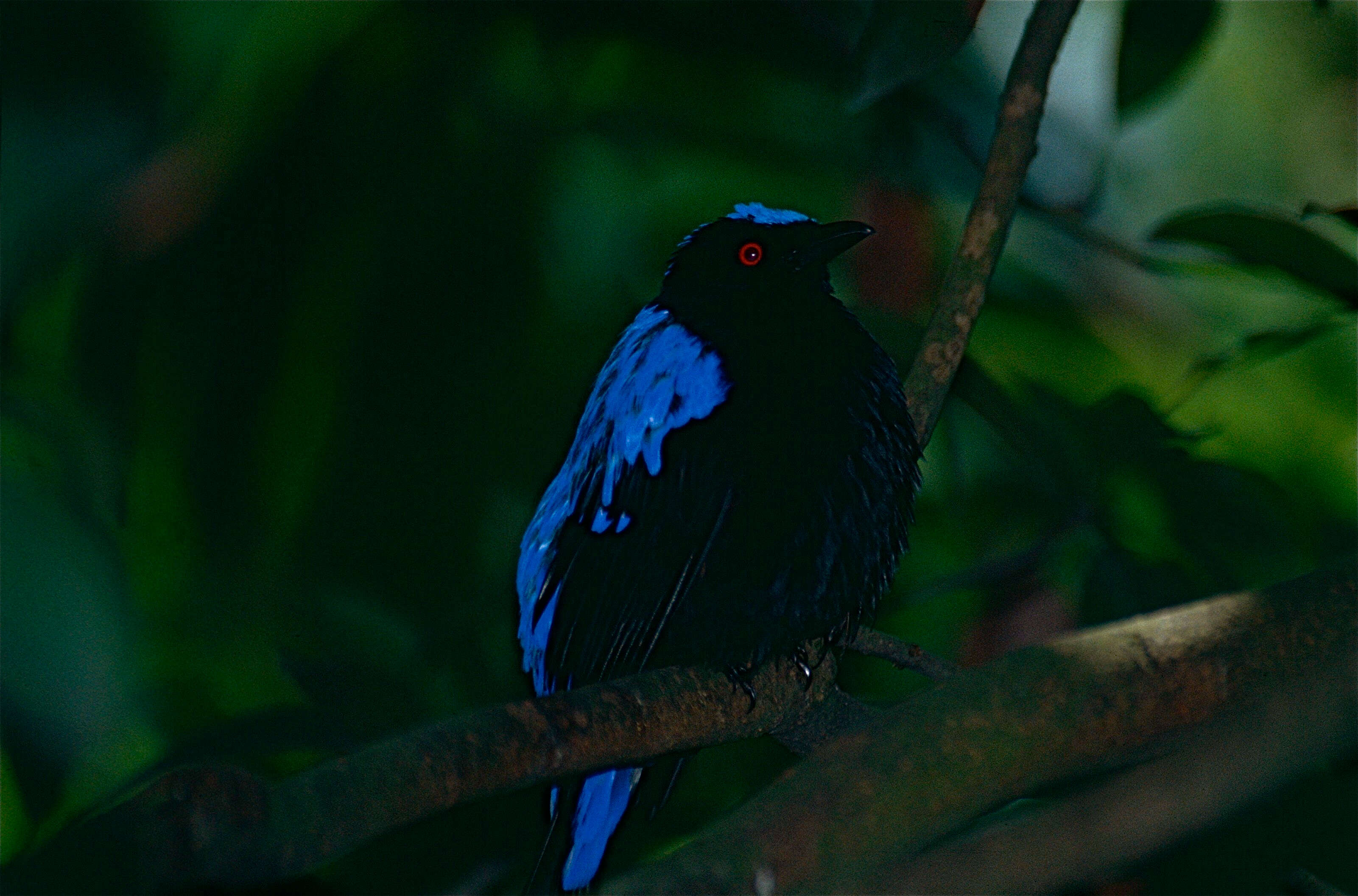 Image of fairy-bluebirds