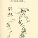 Plancia ëd Camptosaurus dispar (Marsh 1879)