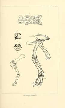 Image of Camptosaurus Marsh 1885