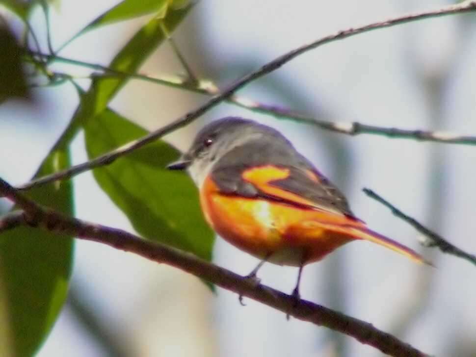 صورة Pericrocotus solaris montanus Salvadori 1879