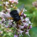 Image of giant tachinid fly